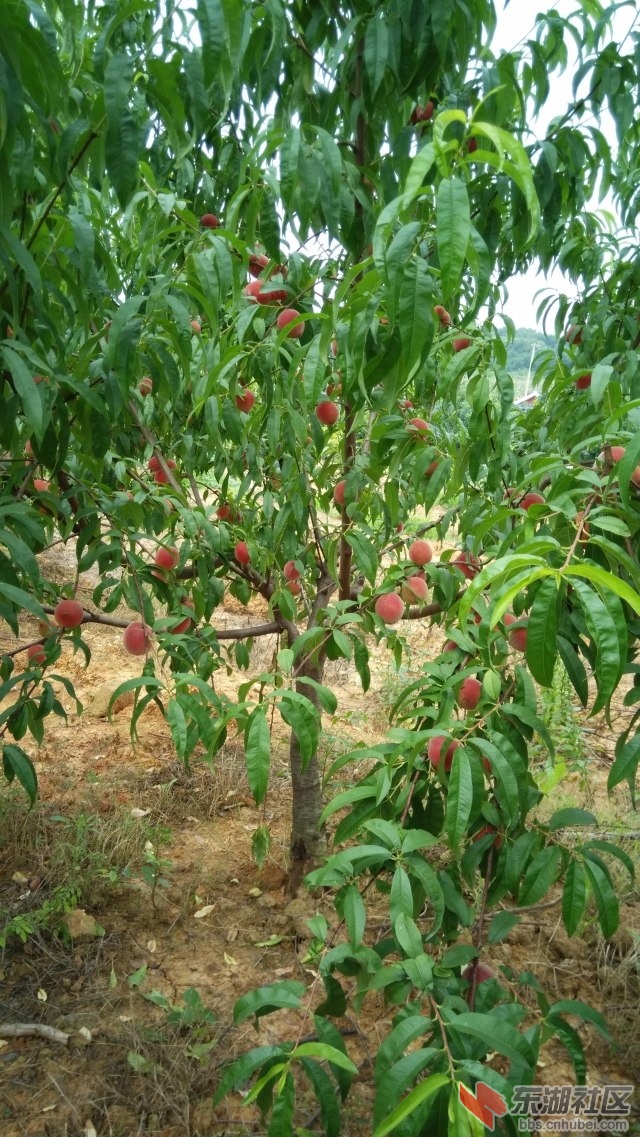 又大又红的桃子。