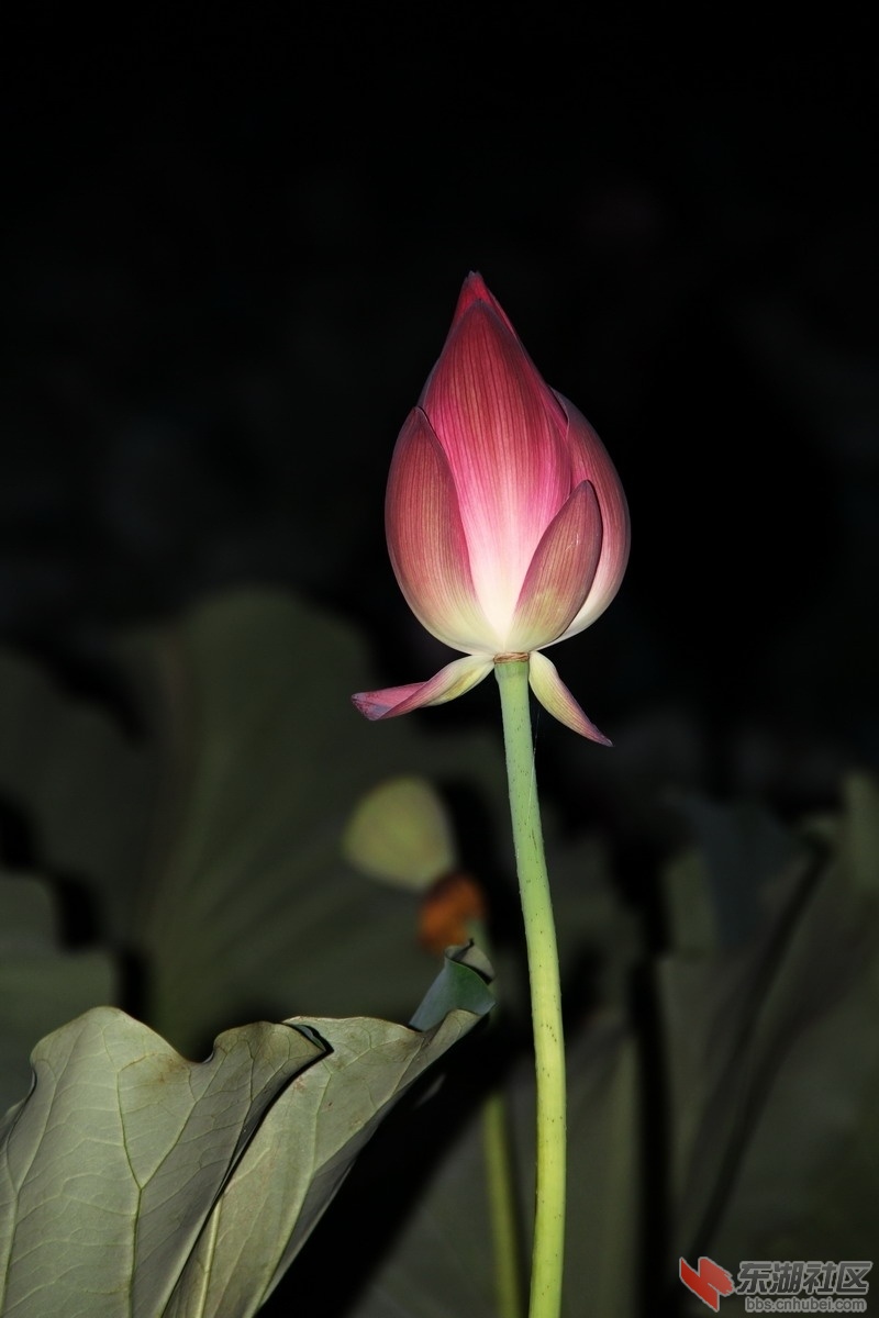 081218vhho4oxgxvzzzxhb_jpg_thumb.jpg