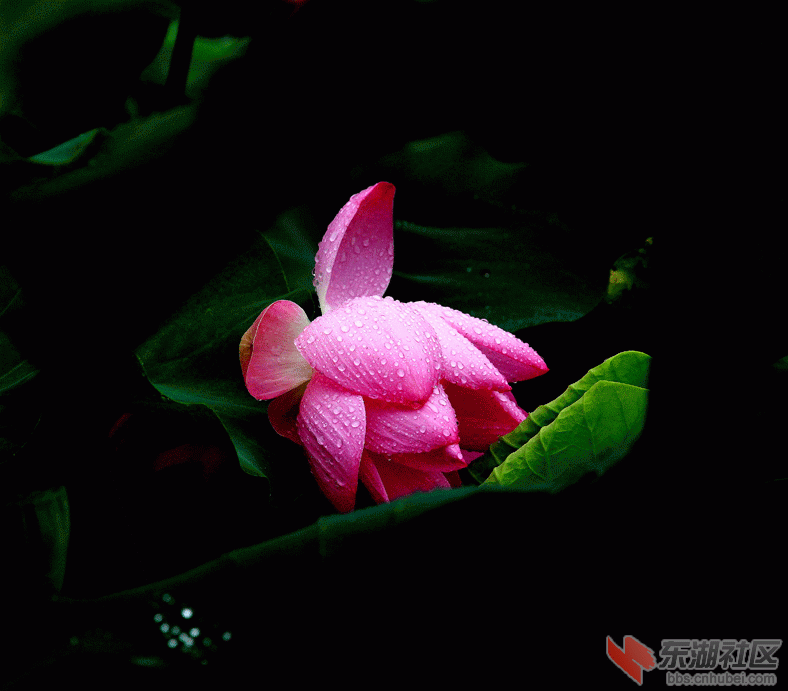 IMG_0318.gif