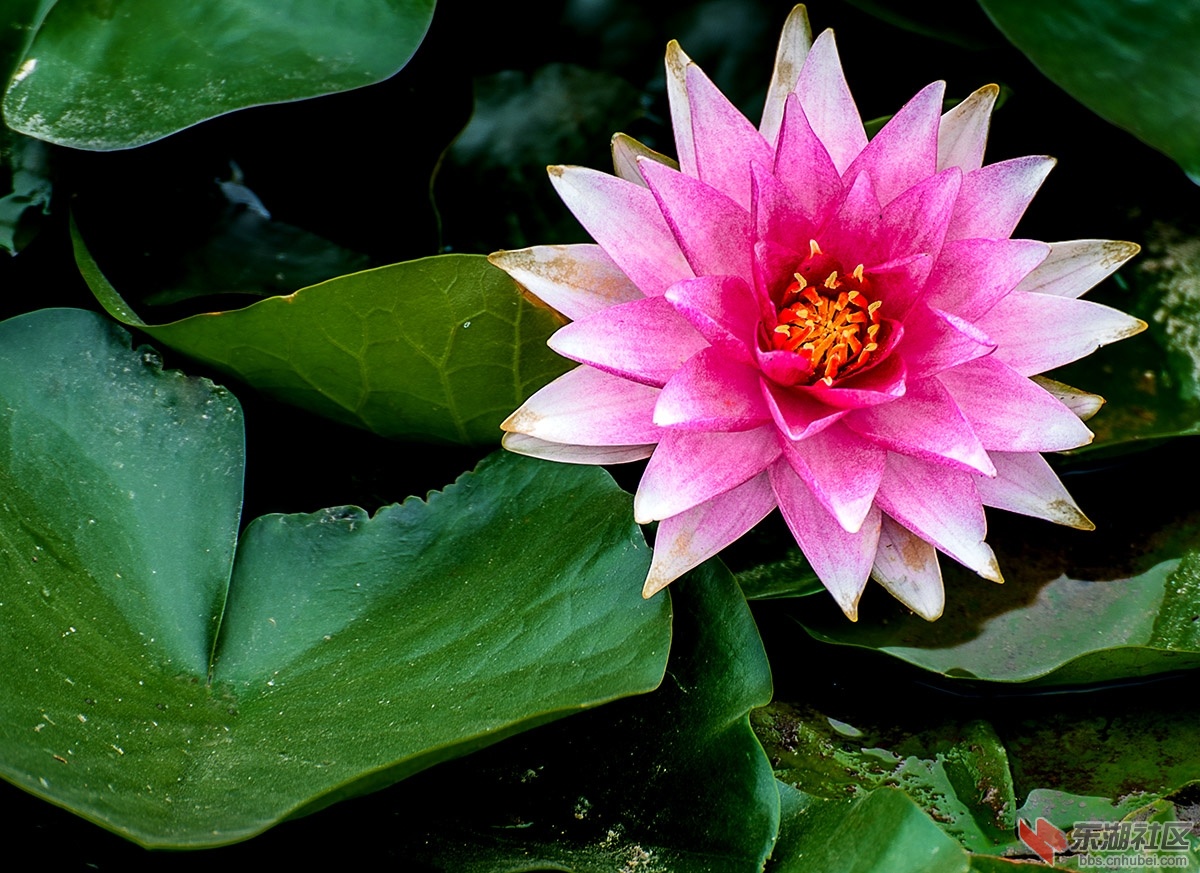 莲花1.jpg