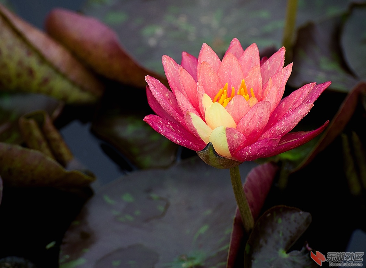 莲花2-1.jpg