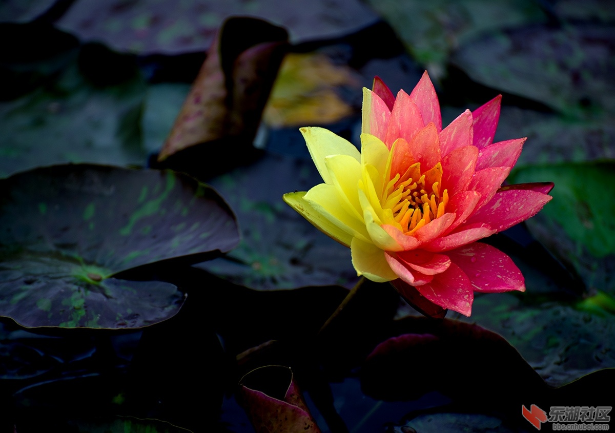 莲花4.jpg