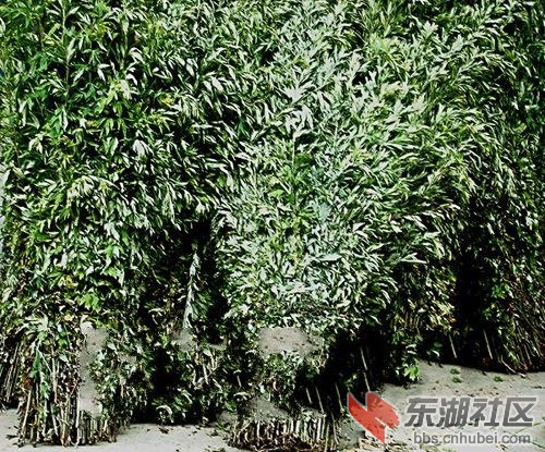 蕲春5.gif