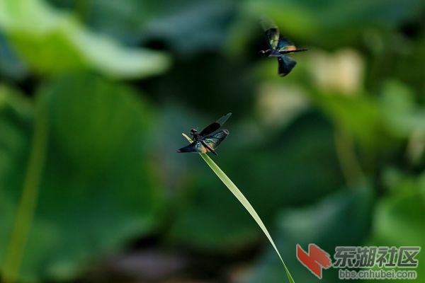 IMG_9972_dh_副本.jpg