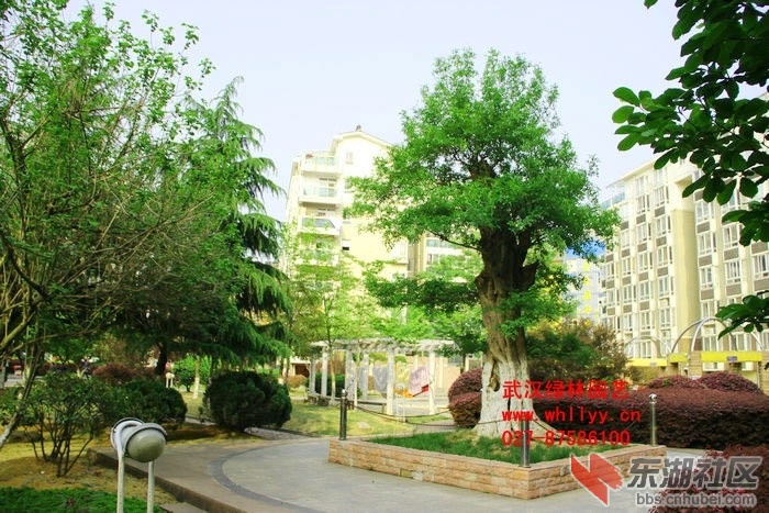 对节白蜡园林景观