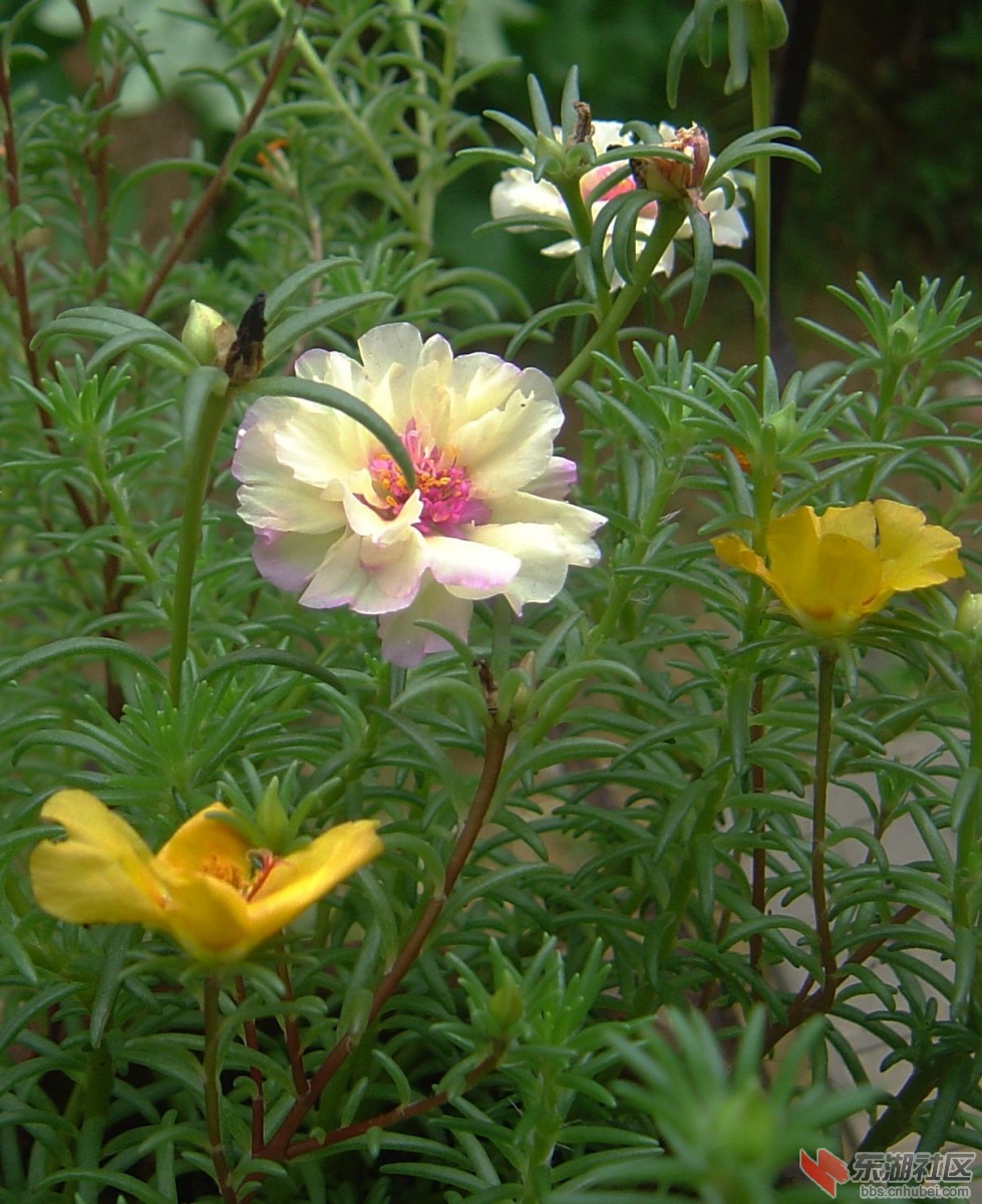 DSC00101_副本.jpg