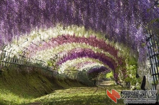 15紫藤花园.jpg