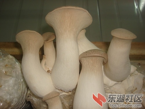 201008200846027112.jpg