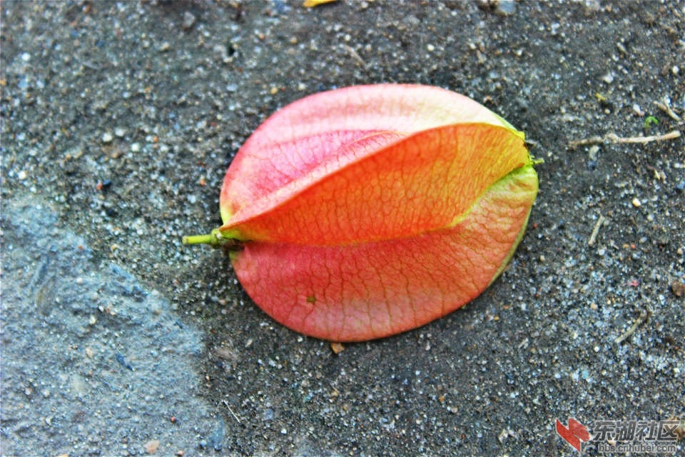 psb (4).jpg