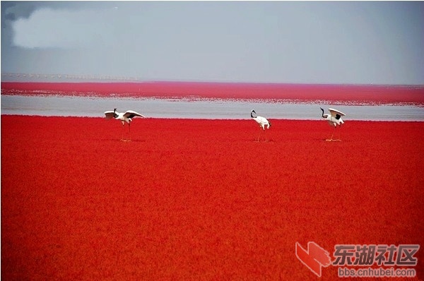 7、盘锦红海滩.jpg