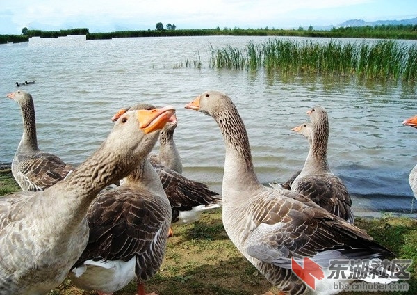29野鸭湖.jpg