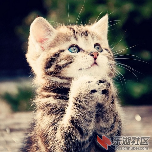Cat.jpg