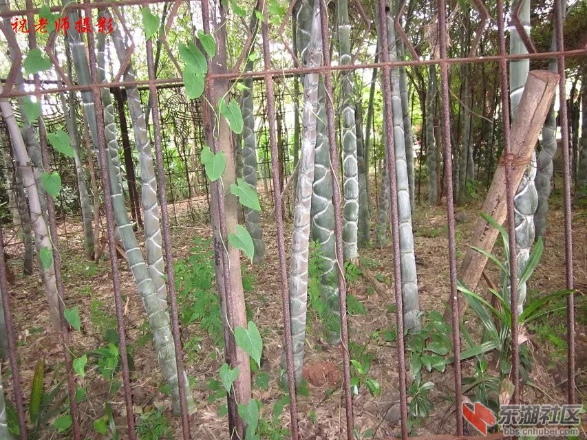 蕲竹1.jpg