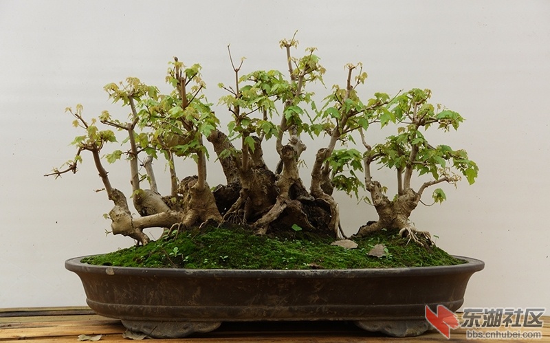 DSC01615_副本.jpg