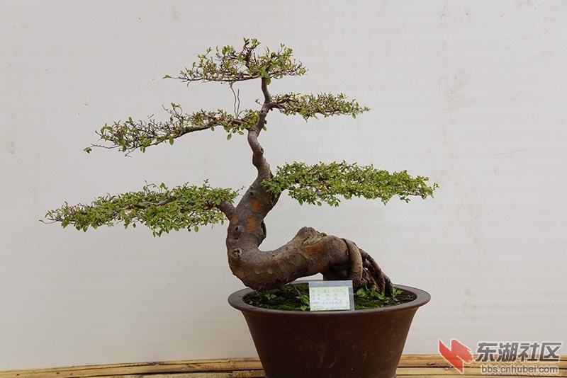 DSC01636_副本.jpg