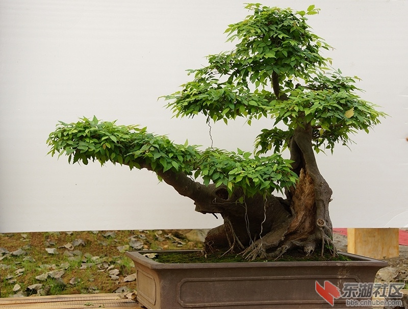DSC01641_副本.jpg