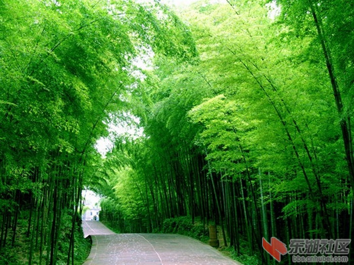 竹海2.jpg