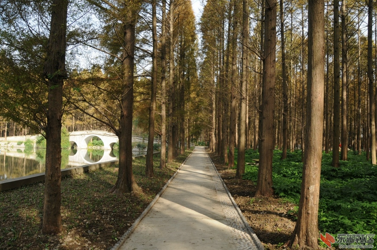 广华水杉公园2.jpg