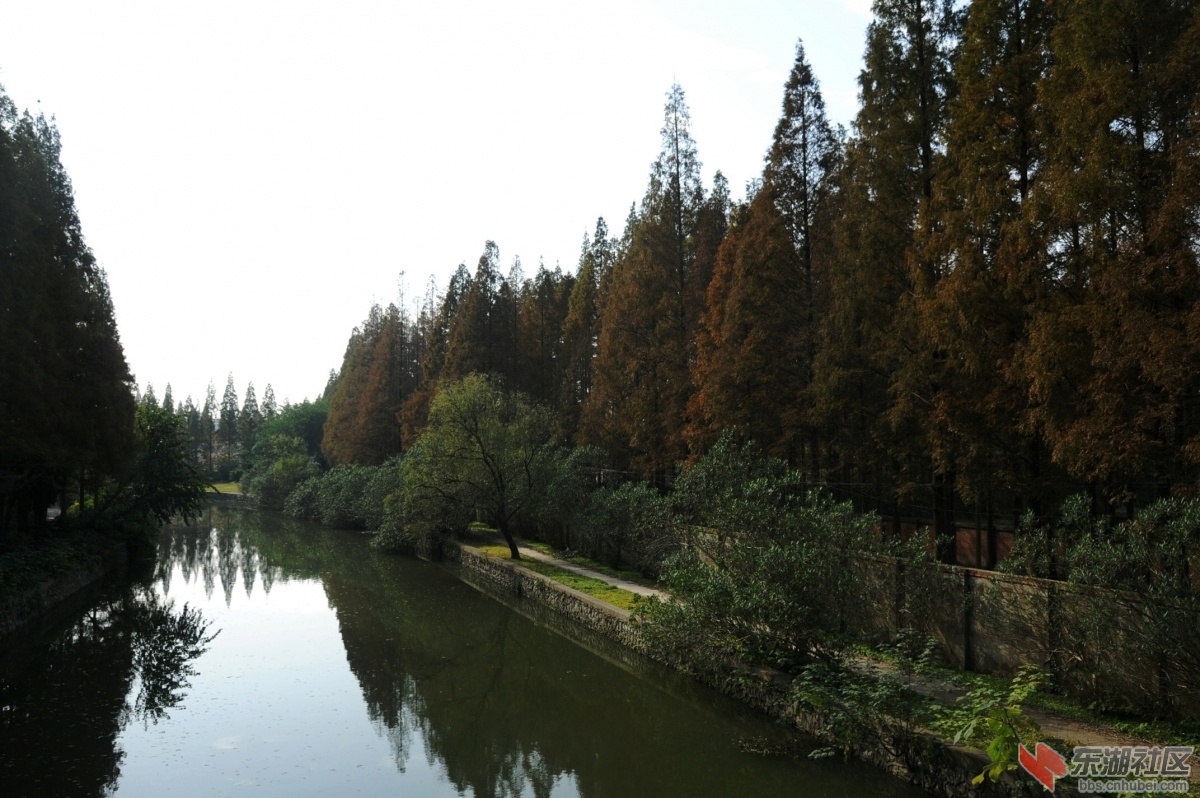 广华水杉公园10.jpg