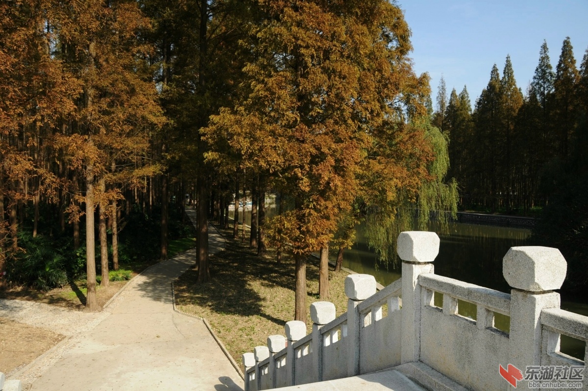 广华水杉公园16.jpg