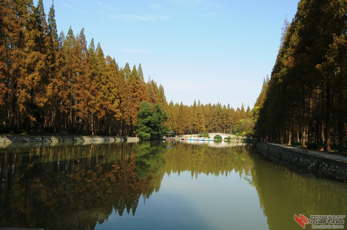 广华水杉公园24.jpg