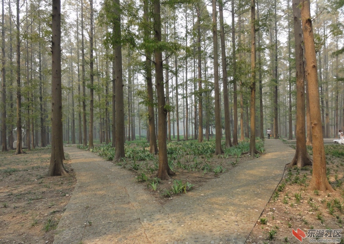 广华水杉公园30.jpg