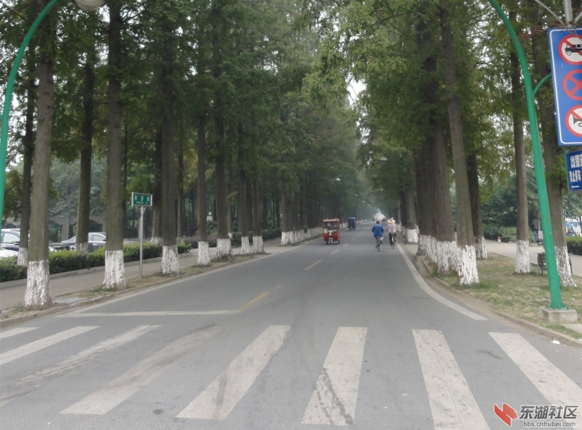 广华水杉公园32.jpg