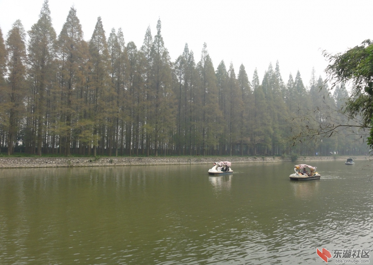 广华水杉公园31.jpg