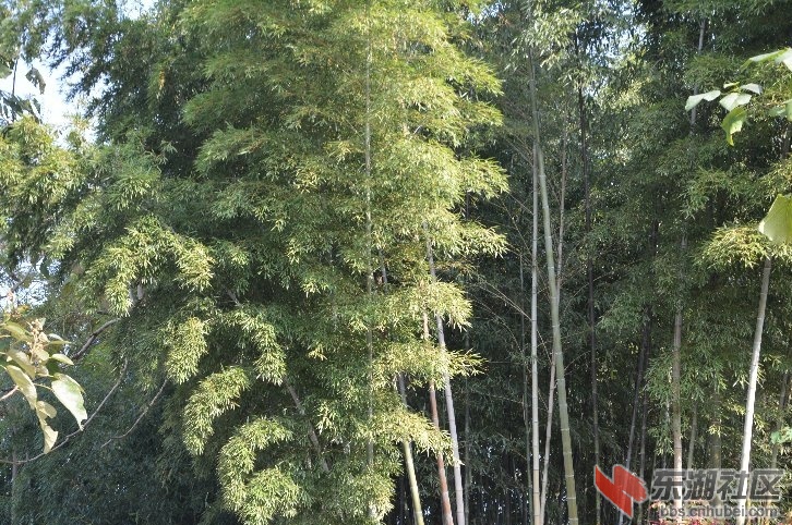 梅川王胜村