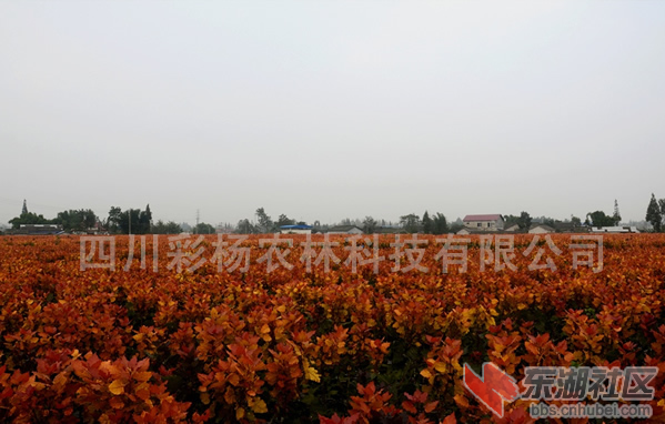 QQ截图20141017091435.png