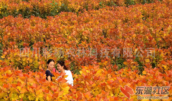 QQ截图20141017091445.png