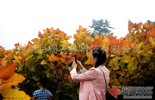 QQ截图20141017091454.png
