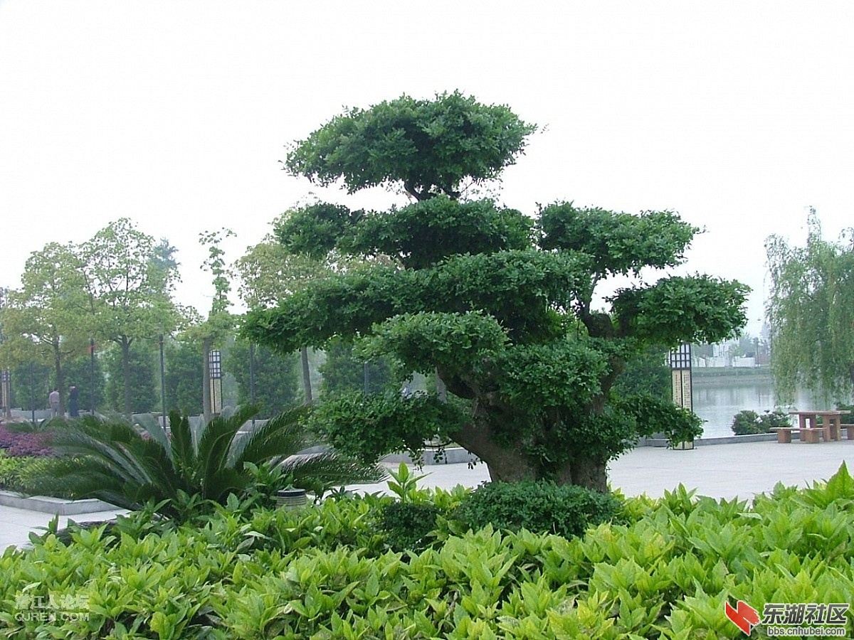 潜江城市风光150.jpg