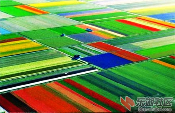 3、荷兰郁金香花海.jpg