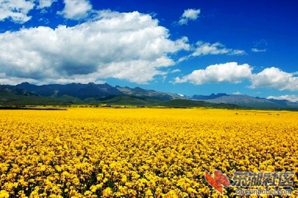 5、青海门源油菜花海.jpg