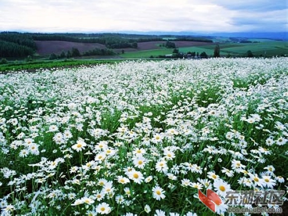 8、阿姆斯特丹雏菊花海.jpg