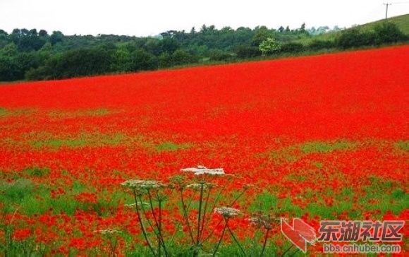 10、英国伍斯特郡贝德利镇罂粟花海.jpg