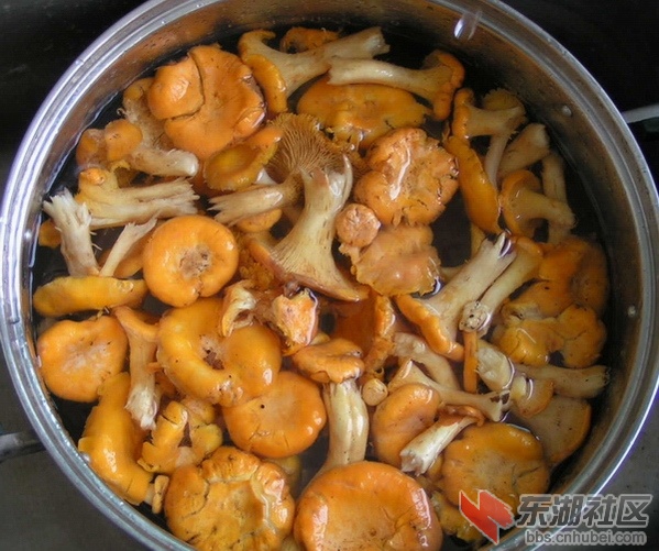 菌.jpg