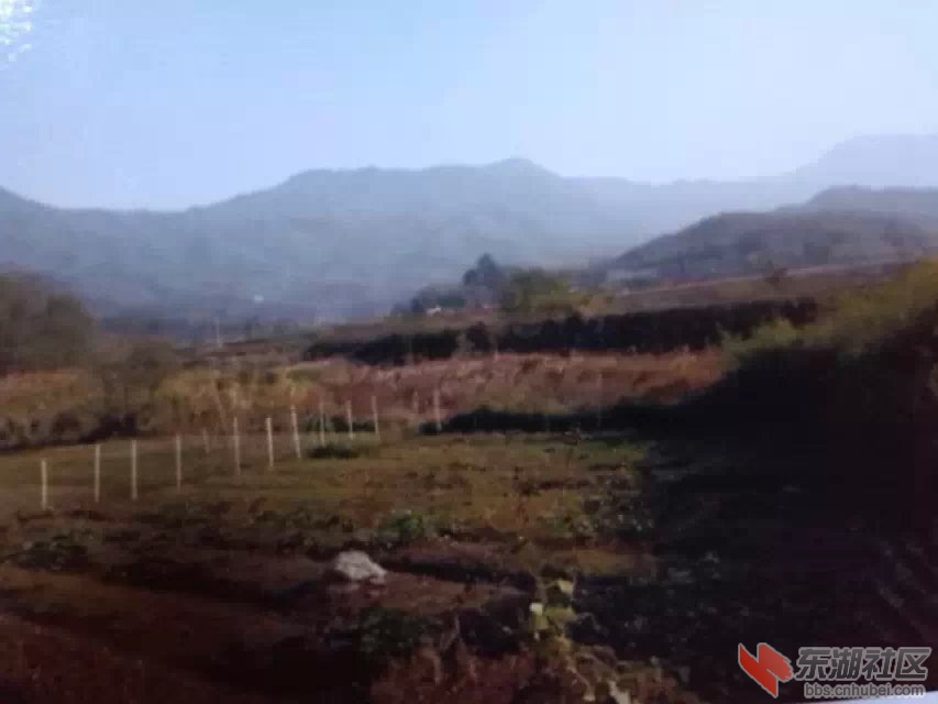 清湖变成荒滩