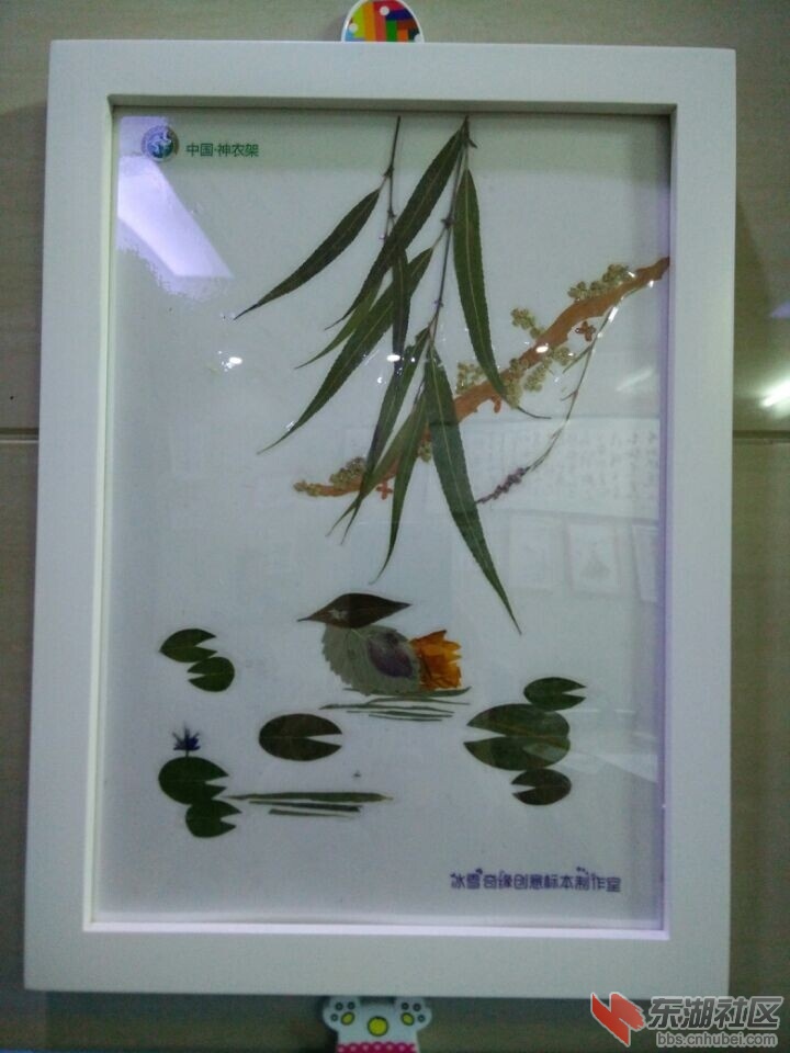 野鸭
