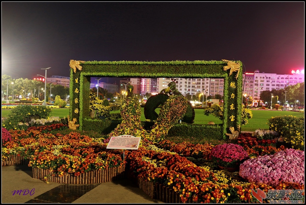 2014菊展夜拍08.jpg