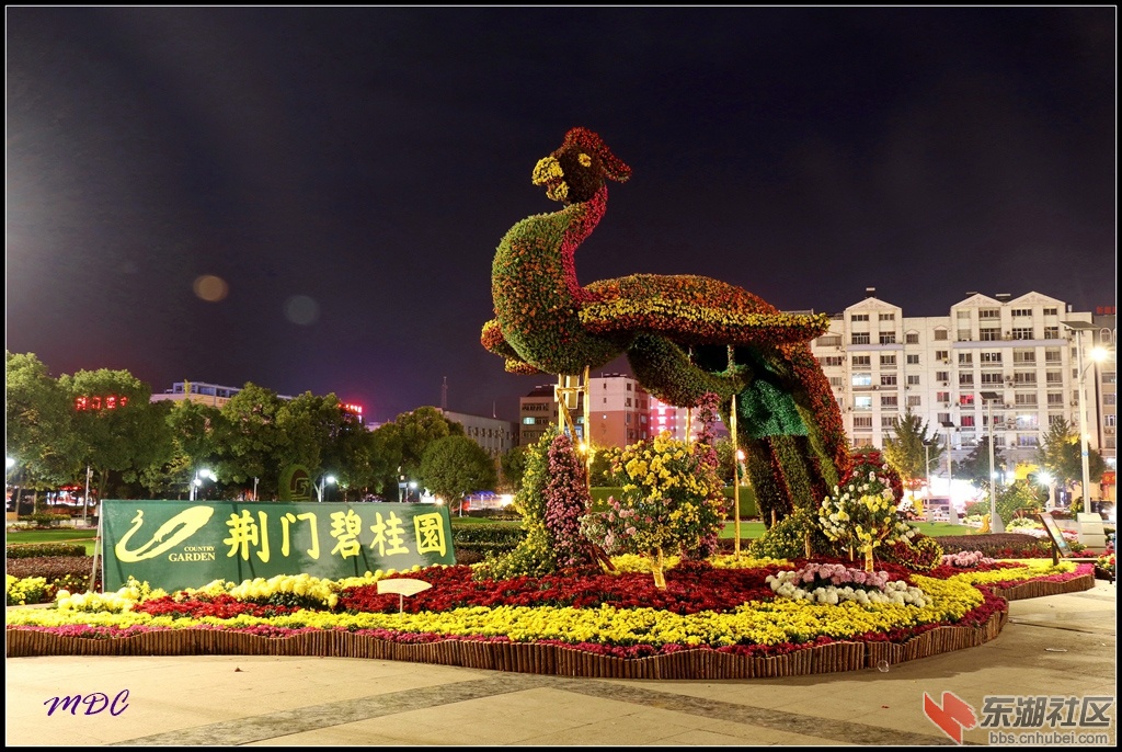 2014菊展夜拍11.jpg