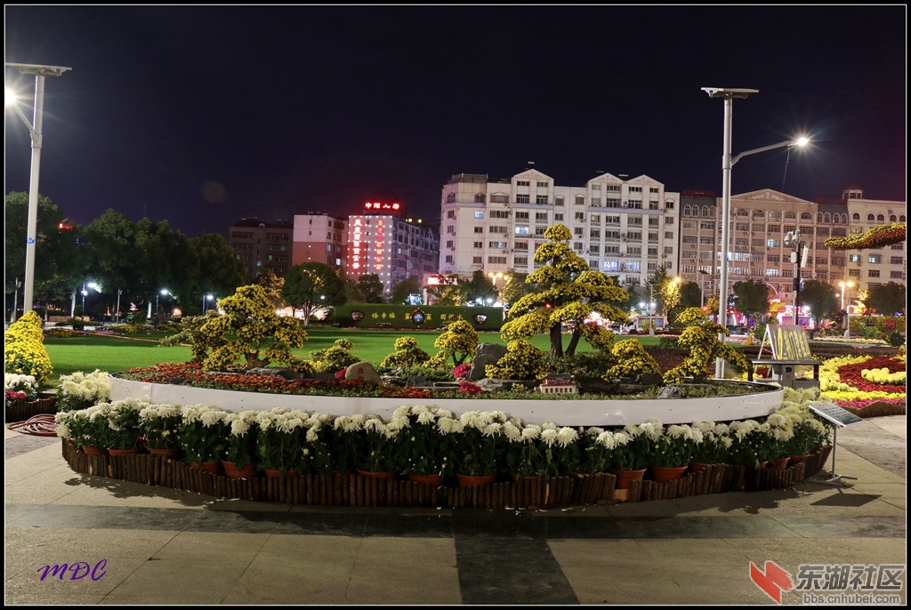 2014菊展夜拍12.jpg