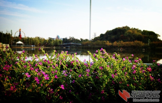 小花.jpg