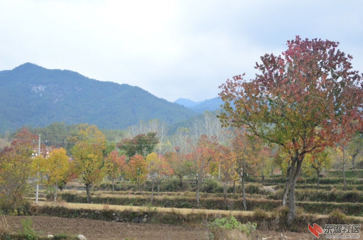 九資河之行看紅葉