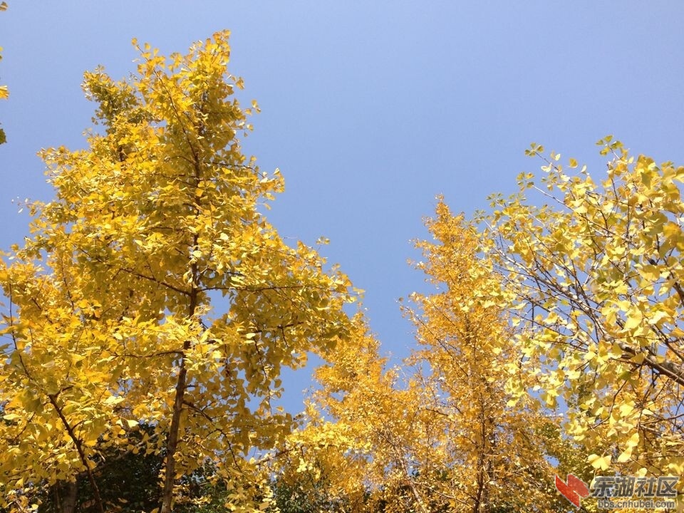 QQ图片20141117124316.jpg