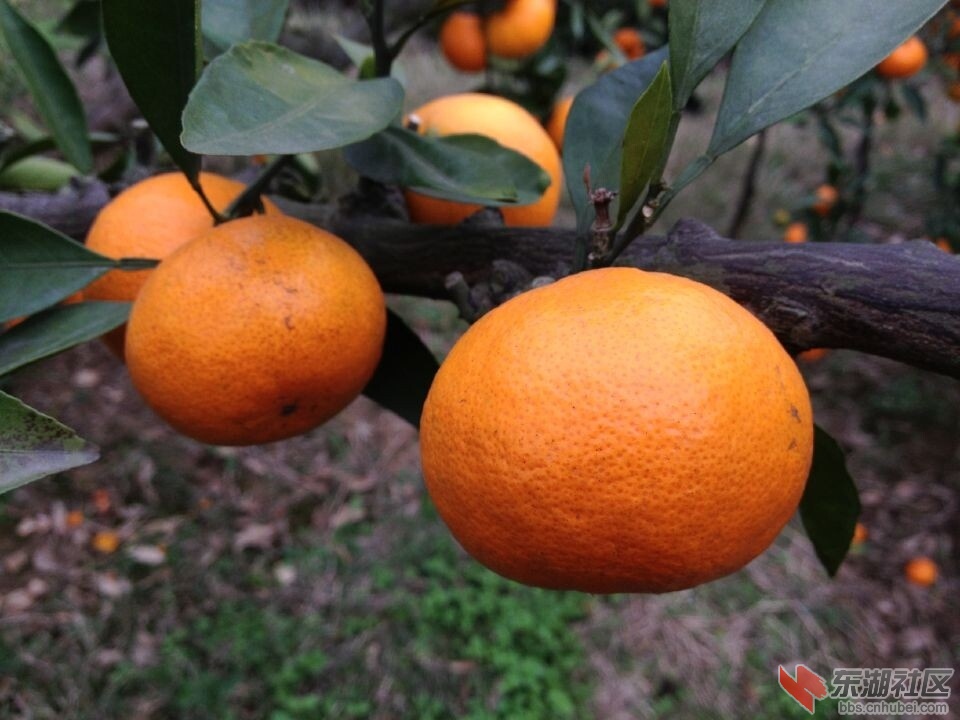 QQ图片20141120124550.jpg
