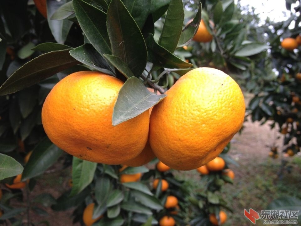 QQ图片20141120124558.jpg