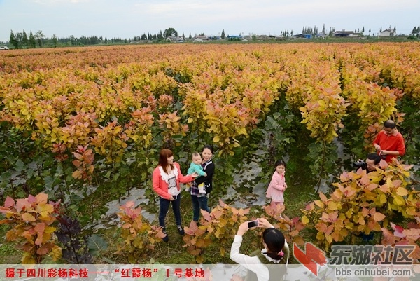WWP2绵竹板桥红霞杨，王平摄.JPG