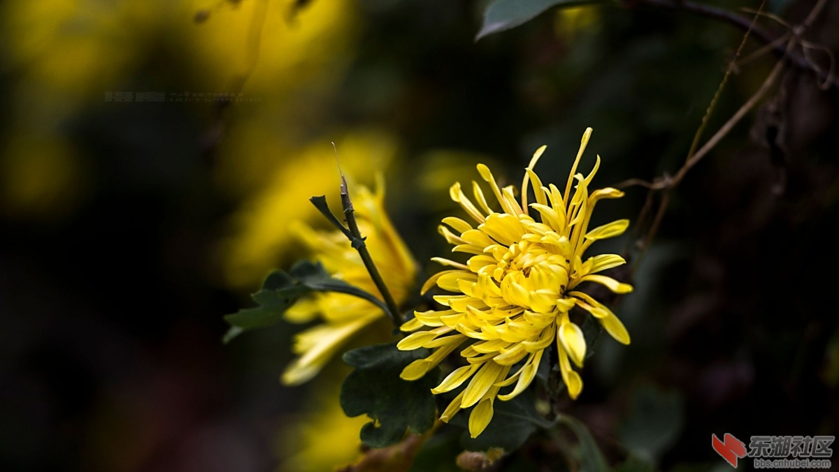 DSC_6008_副本.jpg